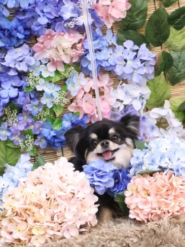 20250628プリンちゃん